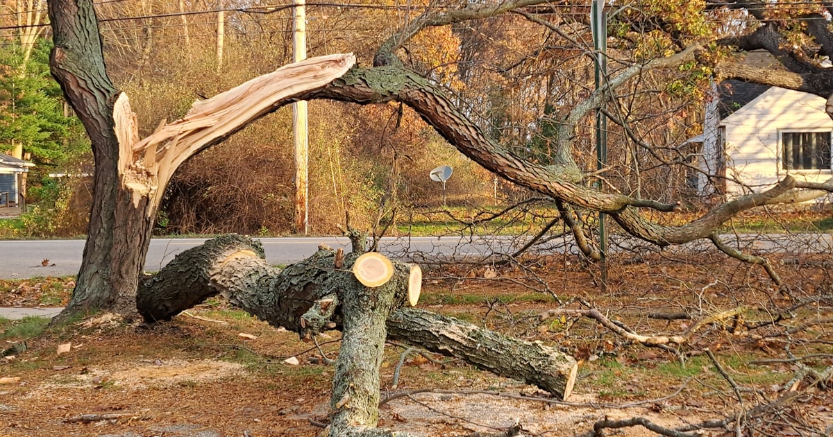 Emergency Tree Removal: What to Do When a Tree Falls on Your Property