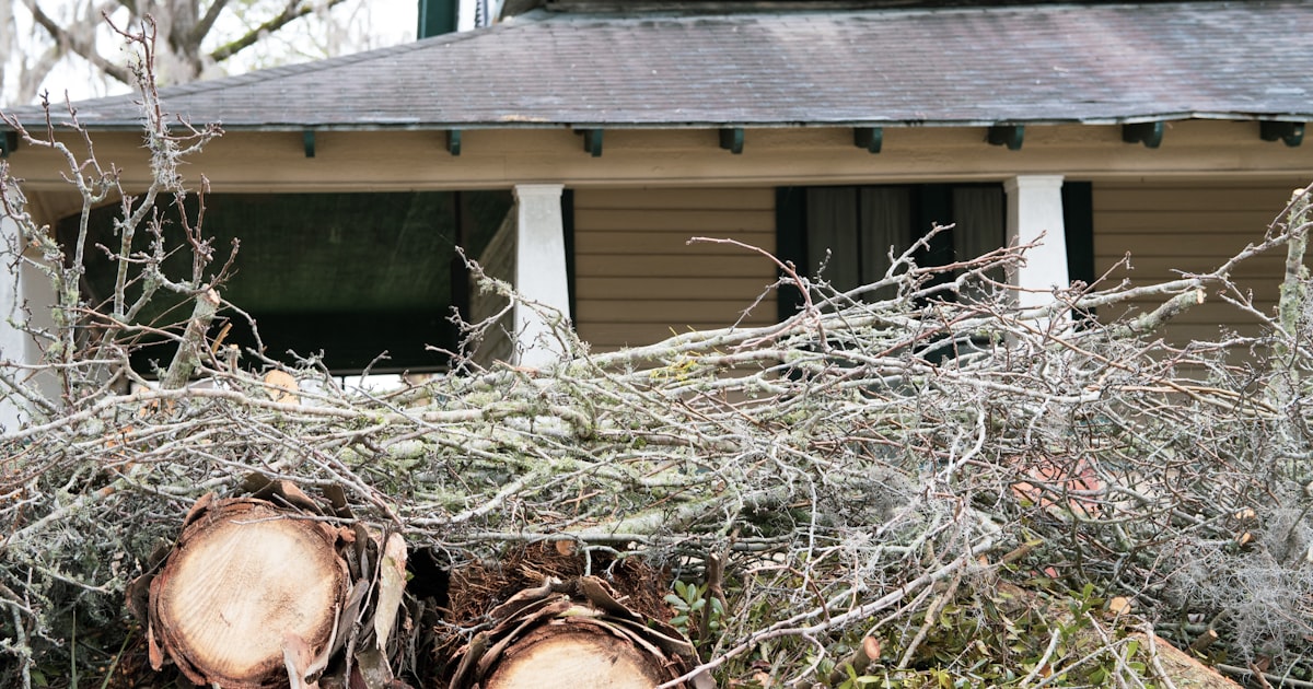 How Storm Damage Tree Removal Works Step by Step