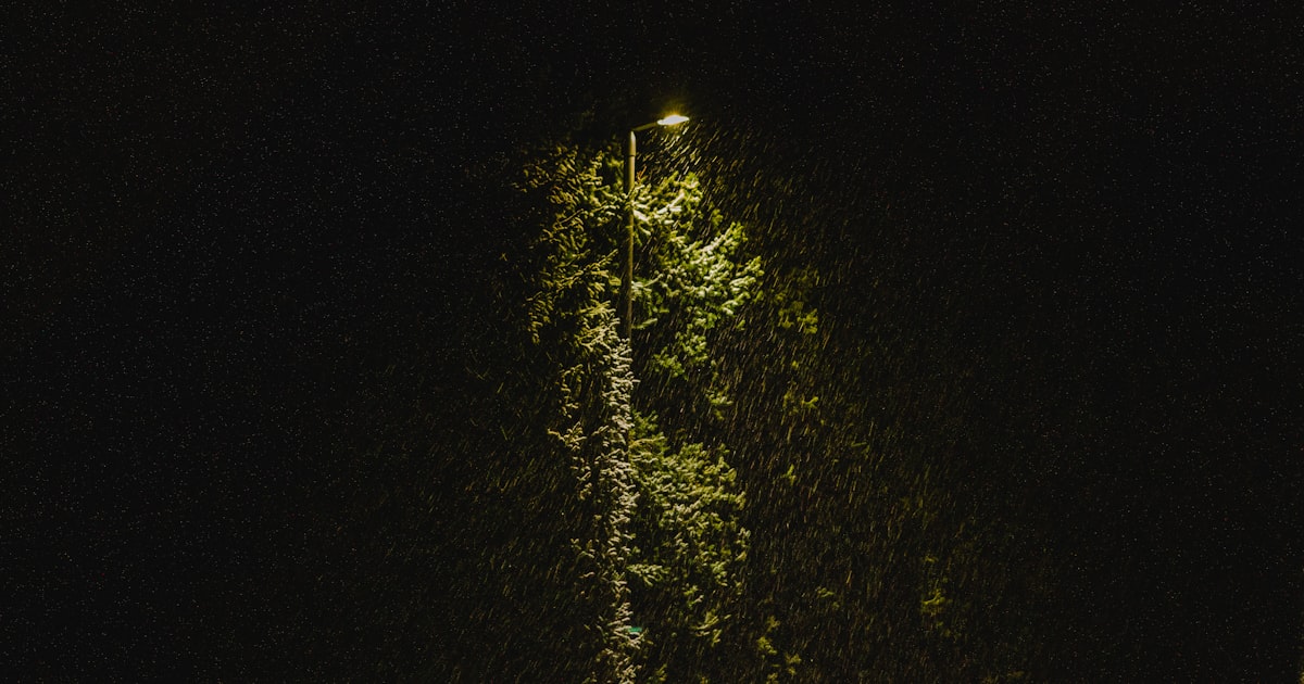 How to Handle a Tree Emergency at Night