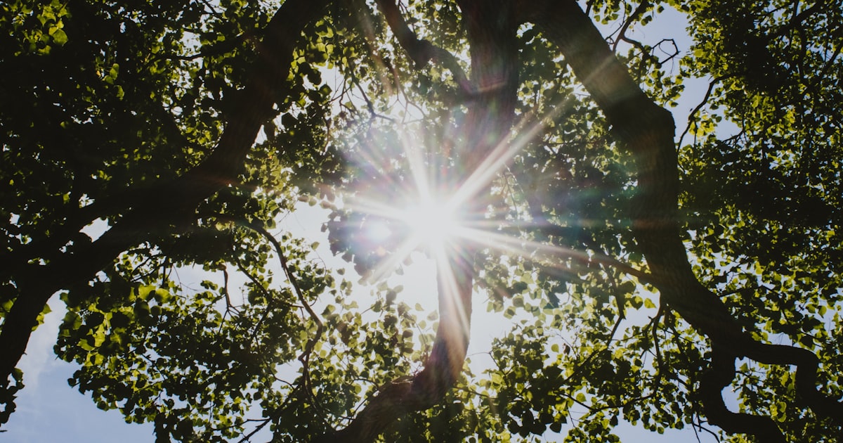 How to Prepare Your Trees for Houston's Summer Heat