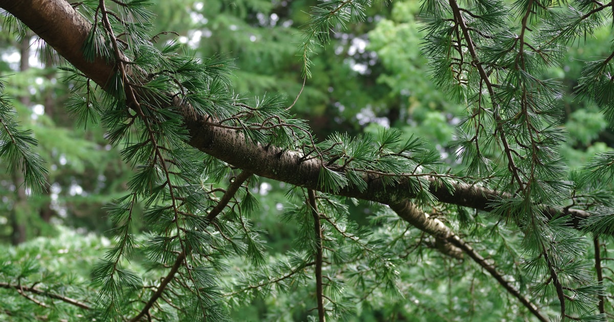 How Tree Trimming Prevents Storm Damage in Houston