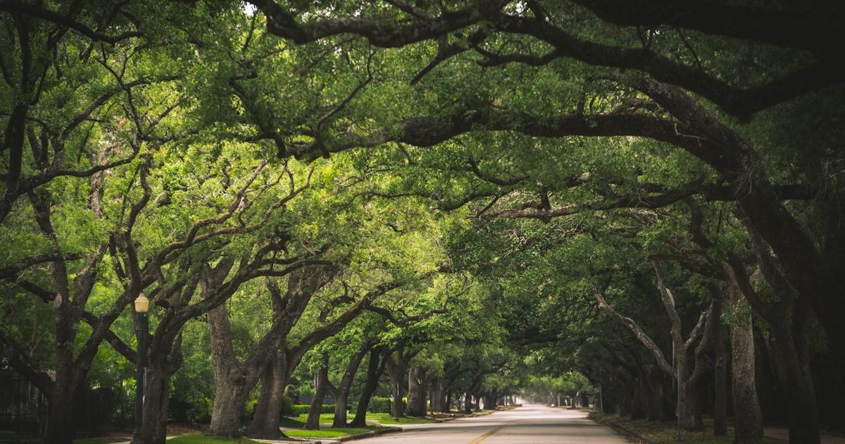 How Trees Increase Your Houston Property Value