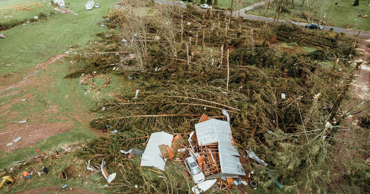 Hurricane Season Tree Prep: Protect Your Houston Property