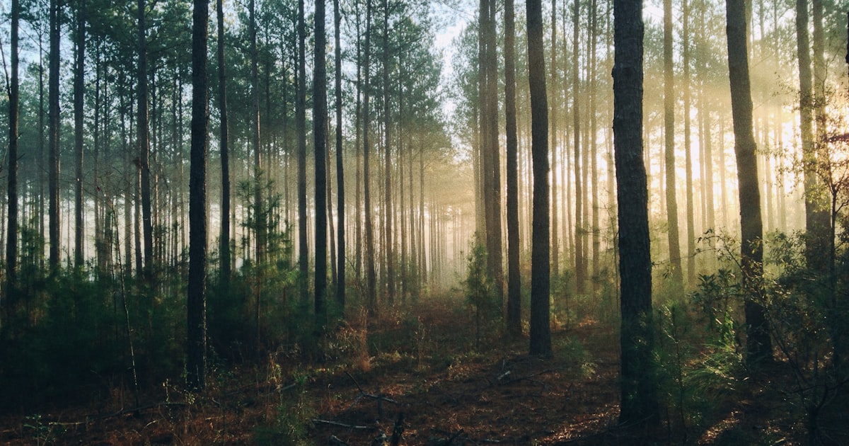 New Year Tree Care Resolutions for Houston Homeowners