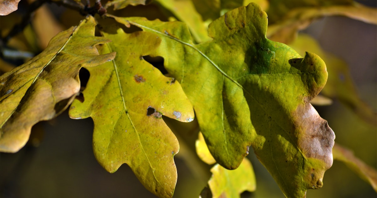 Signs Your Tree Has a Disease and What to Do About It