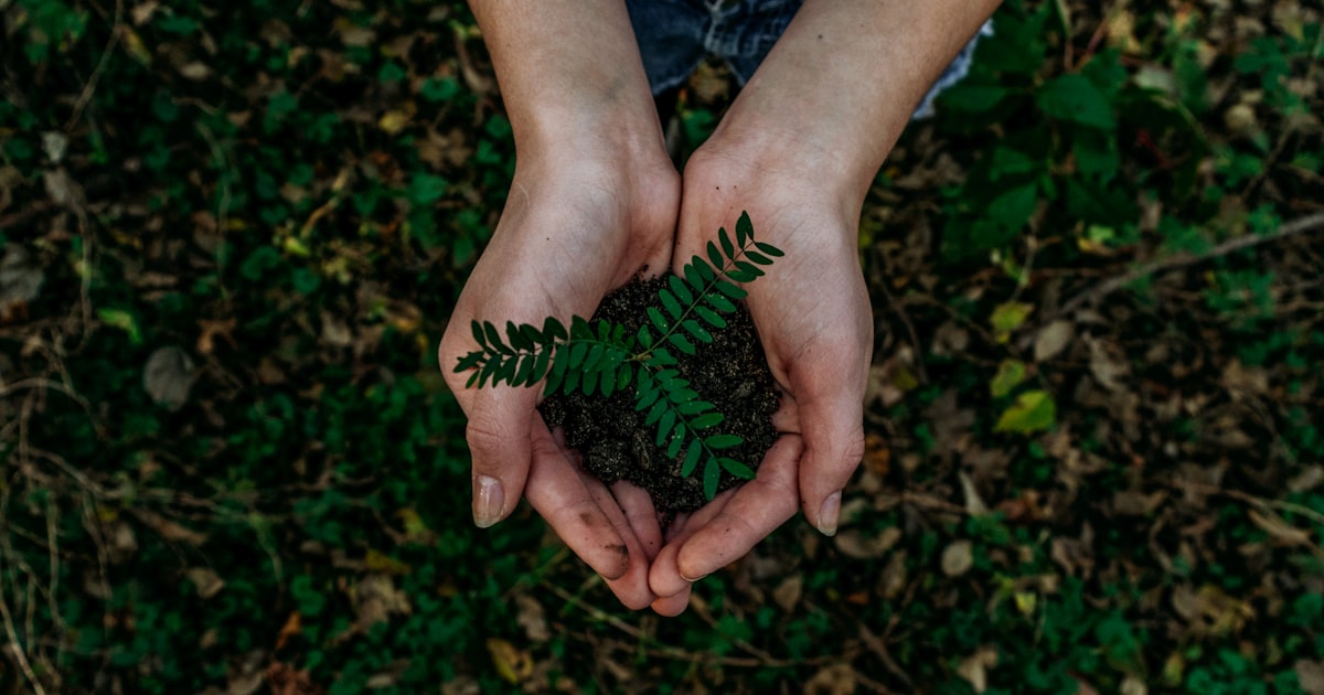 Sustainable Landscaping Practices for Houston Homeowners