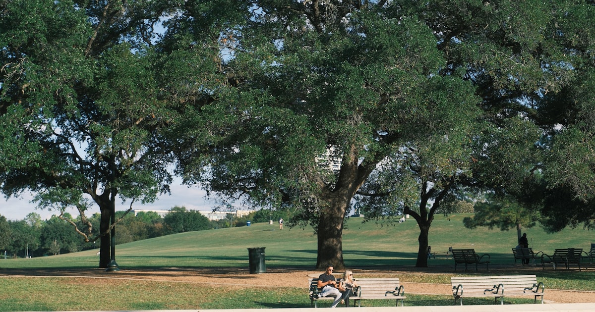 Top 5 Fast-Growing Trees for Houston Yards