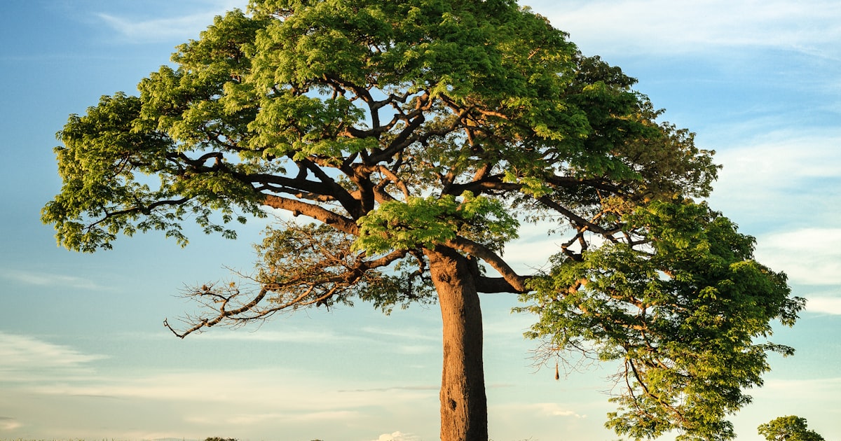 Tree Root Problems: When Roots Damage Your Foundation