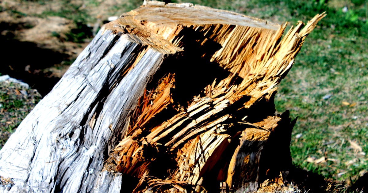 What Happens to Tree Stumps If You Don't Remove Them?