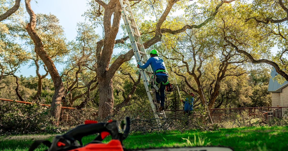 Why You Should Never DIY Tree Removal