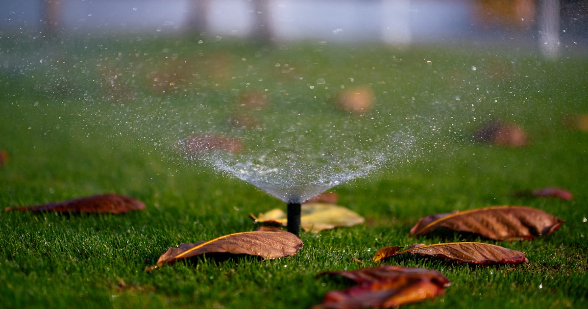 Close-up of sprinkler droplets on a freshly watered lawn