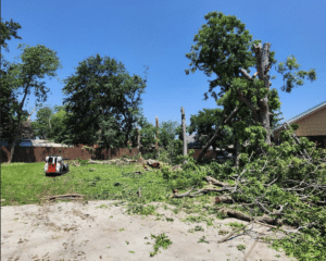 Read more about the article From Giants to Ground: Our Tree Removal Adventure​