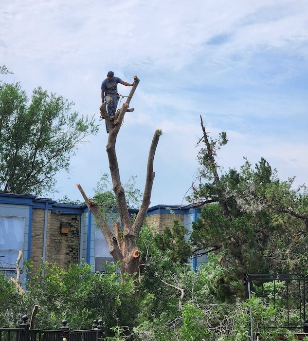 tree-trimming-stump-grinding-rockport-apartments11