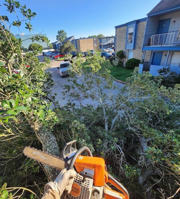 tree-trimming-stump-grinding-rockport-apartments30