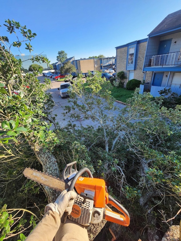 tree-trimming-stump-grinding-rockport-apartments30