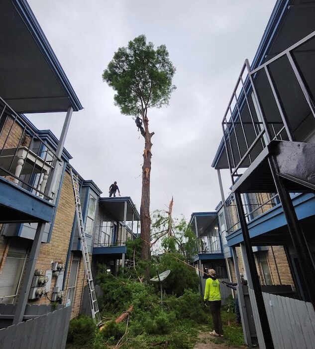 tree-trimming-stump-grinding-rockport-apartments31