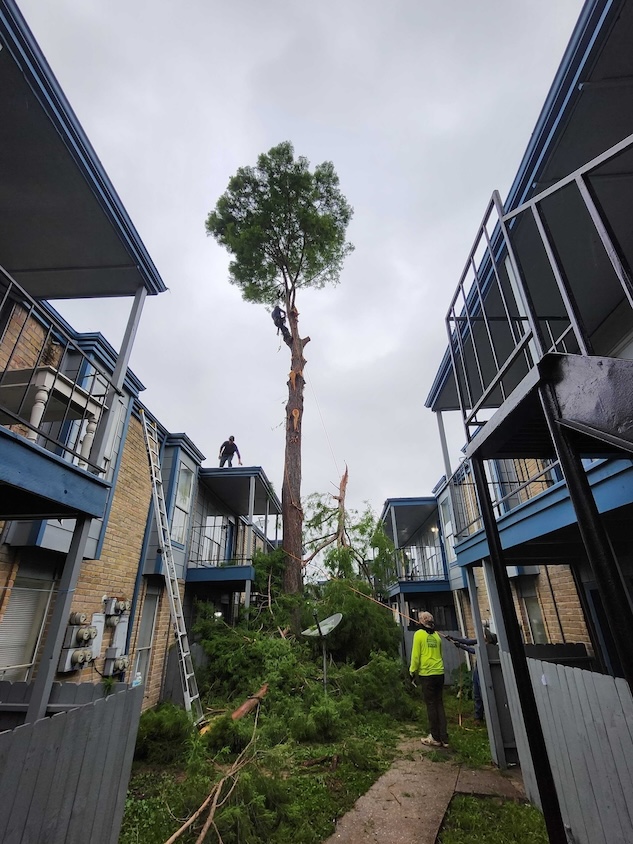 tree-trimming-stump-grinding-rockport-apartments31