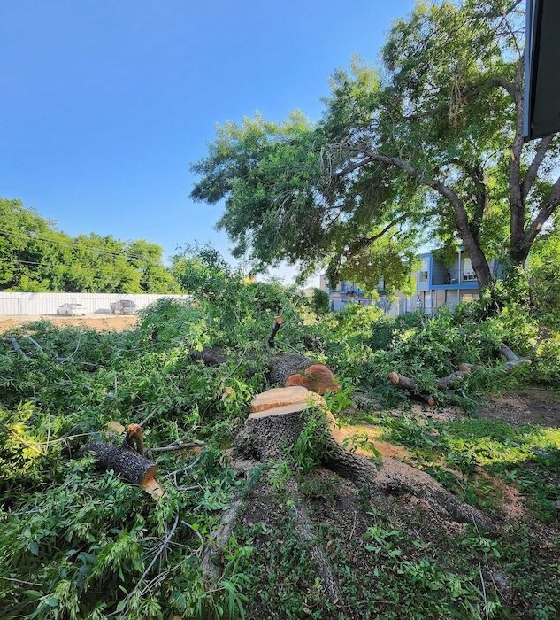 tree-trimming-stump-grinding-rockport-apartments32