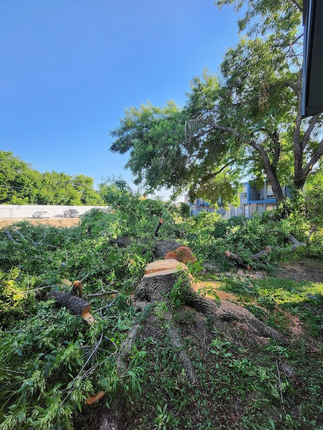 tree-trimming-stump-grinding-rockport-apartments32