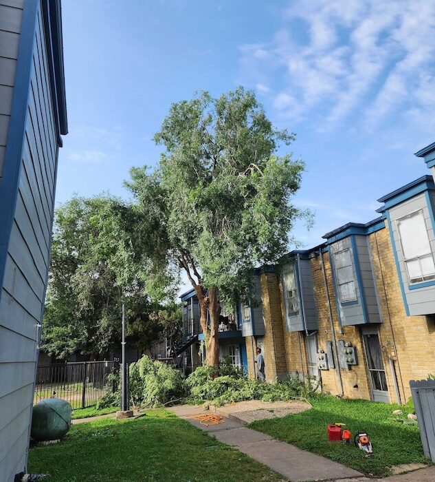 tree-trimming-stump-grinding-rockport-apartments9