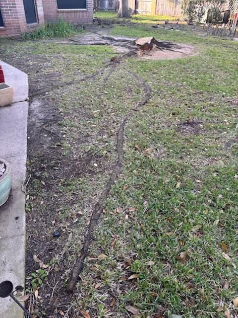 Professional Tree Services in Sugar Land - HamodaTrees