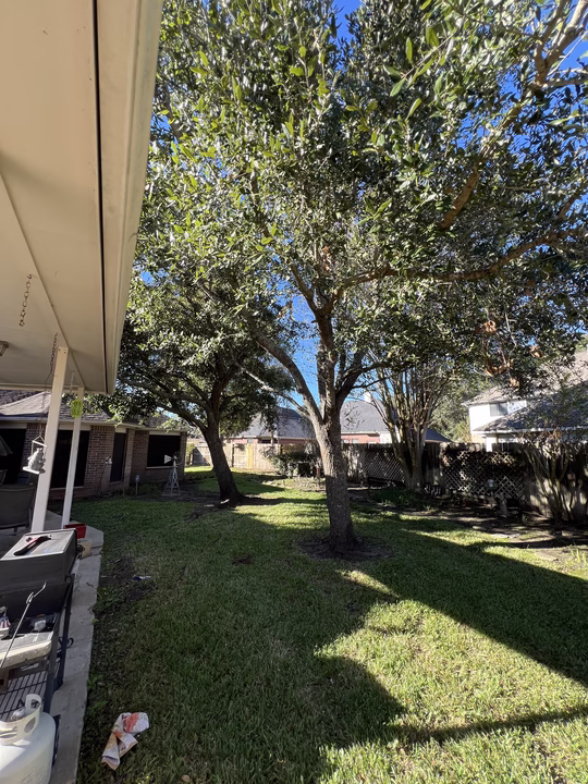 Professional Tree Services in Sugar Land