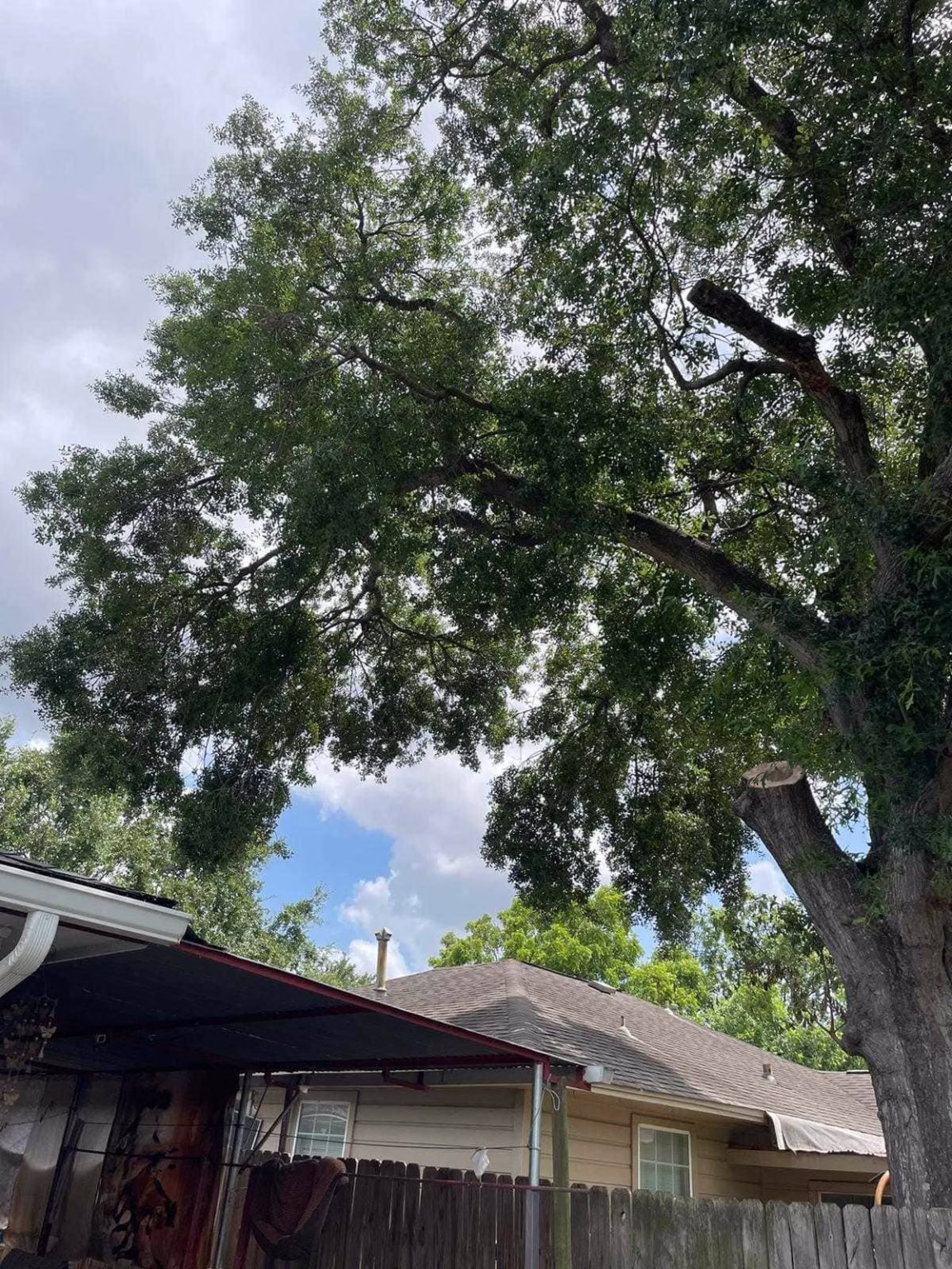 tree trimming in South Houston TX
