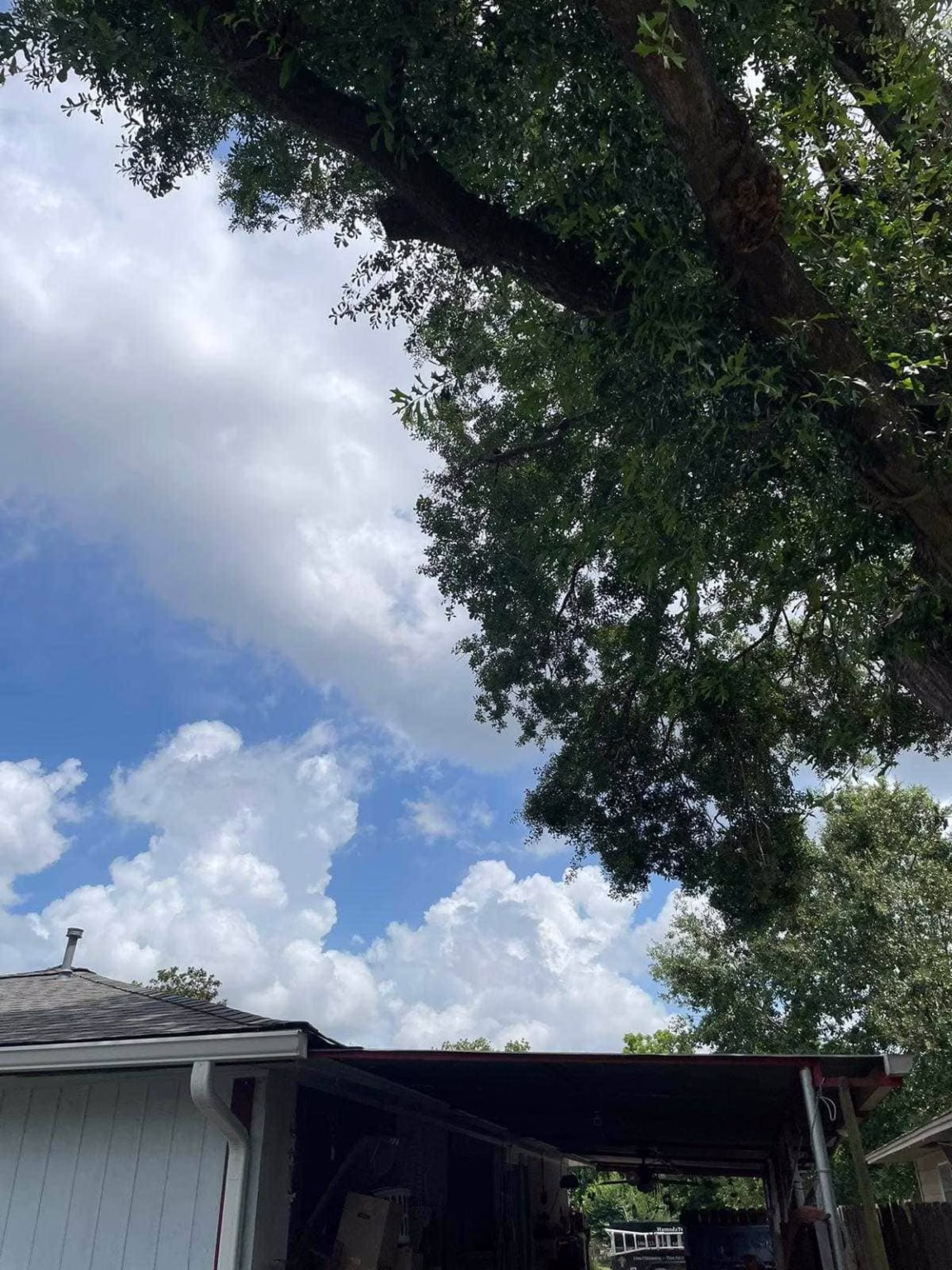 tree trimming in South Houston TX