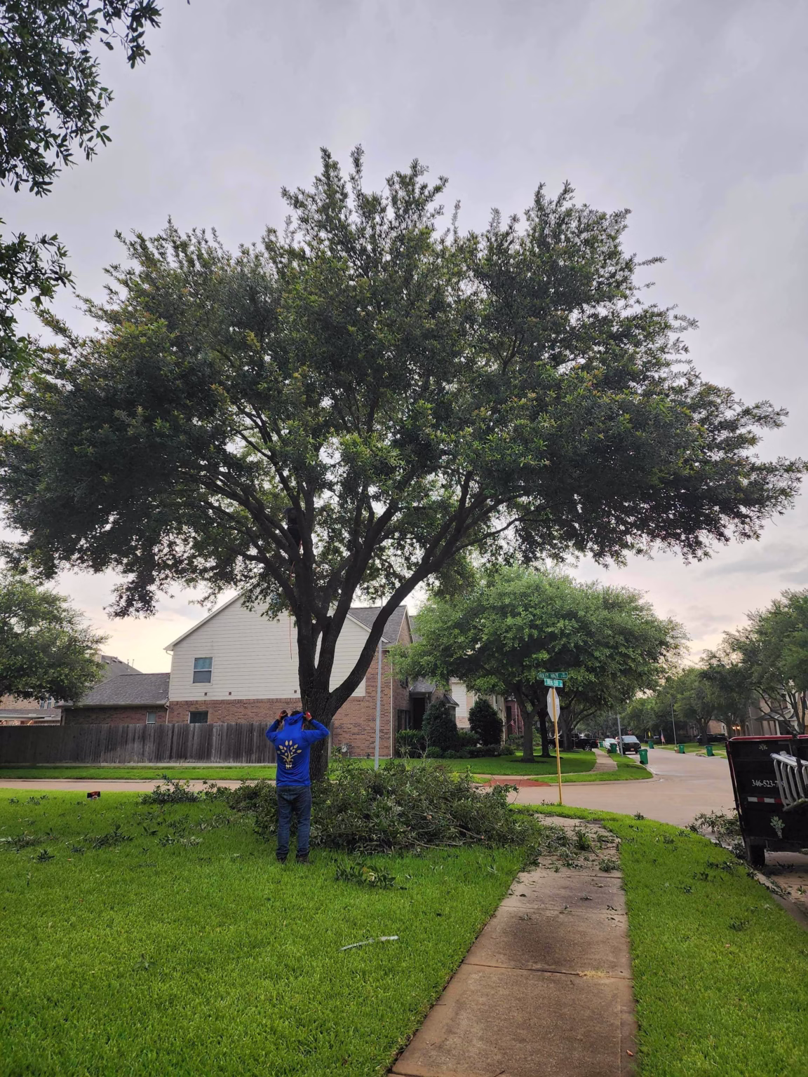 tree trimming in Swirling Cloud Cypress, TX