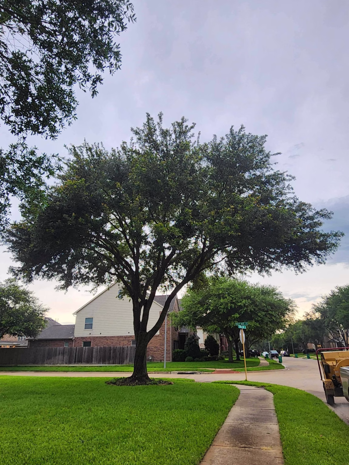 tree trimming in Swirling Cloud Cypress, TX