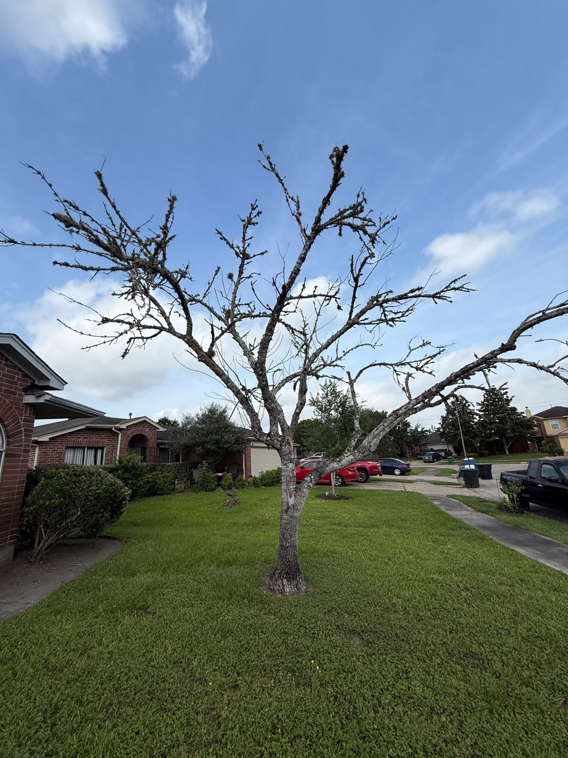 You are currently viewing Safe & Efficient Tree Removal in Houston TX – Project Recap