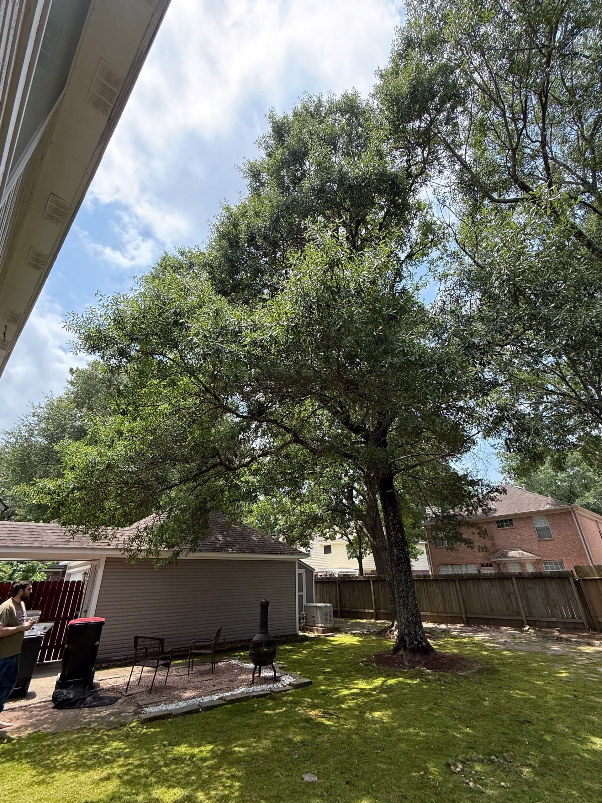 tree trimming in Kingwood TX