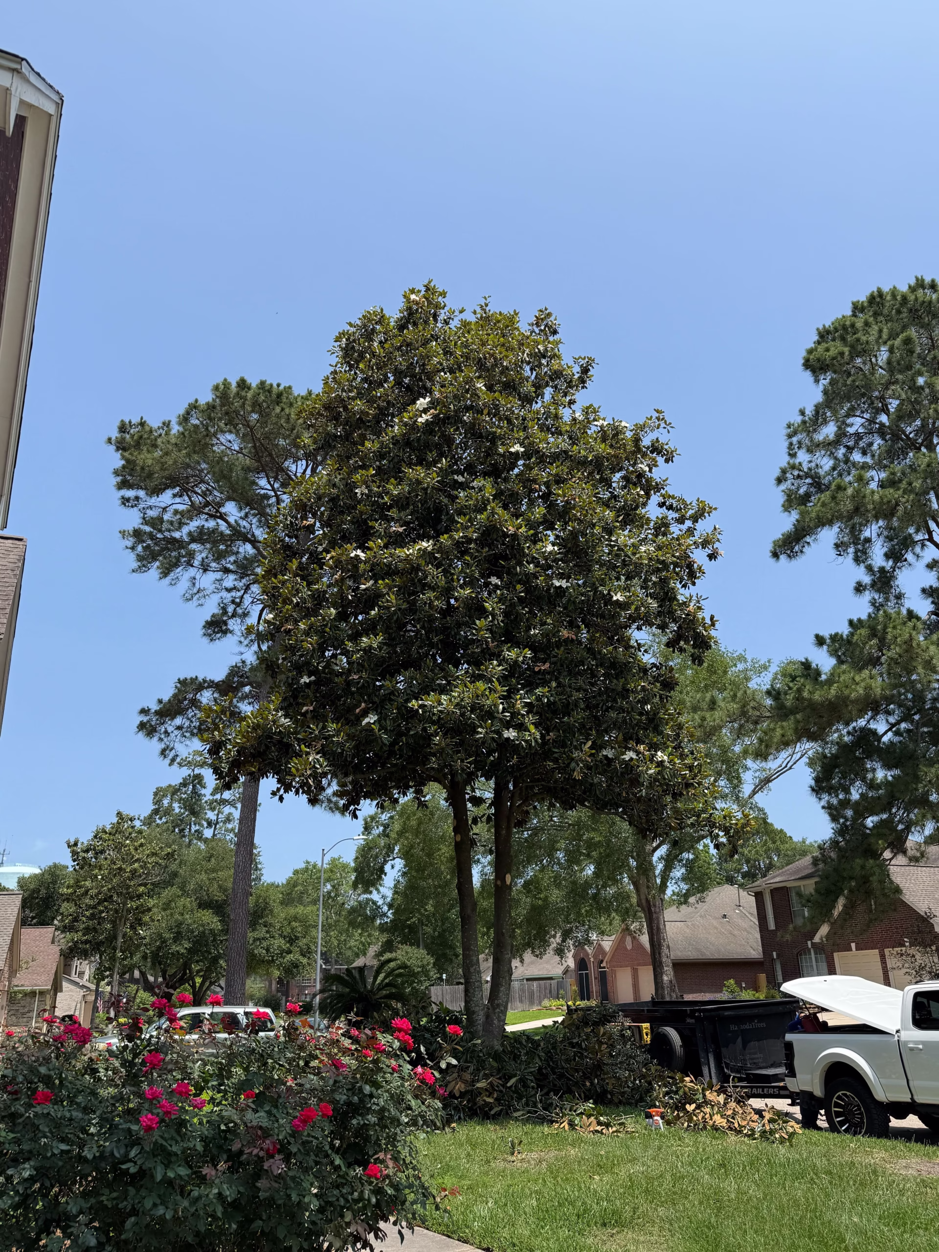 tree trimming in Kingwood TX