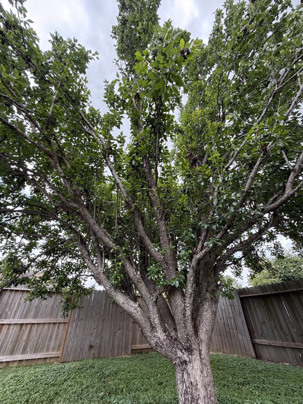 tree trimming in Thornmeadow Ln Cypress, TX
