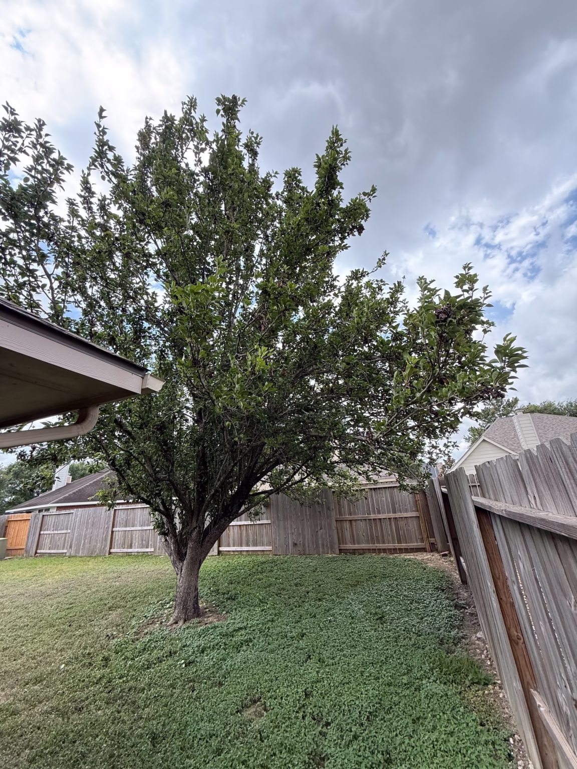 tree trimming in Thornmeadow Ln Cypress, TX