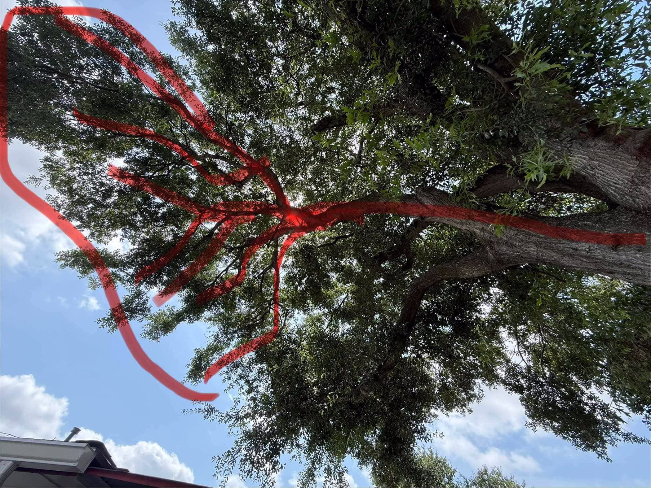 You are currently viewing Expert Tree Trimming in South Houston TX – Precision, Care & Results