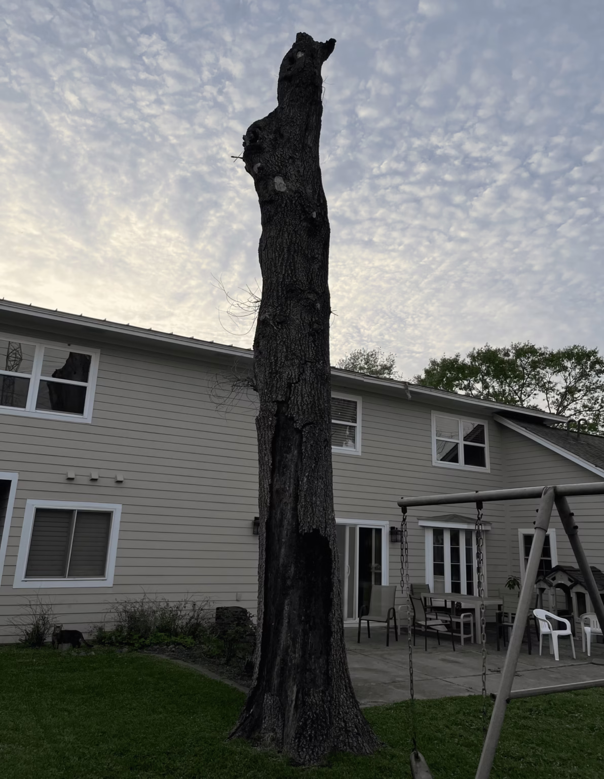 expert tree removal in Greenwillow St. Houston TX