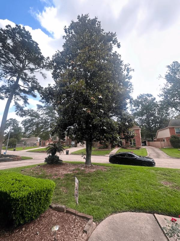 tree trimming in Kingwood TX