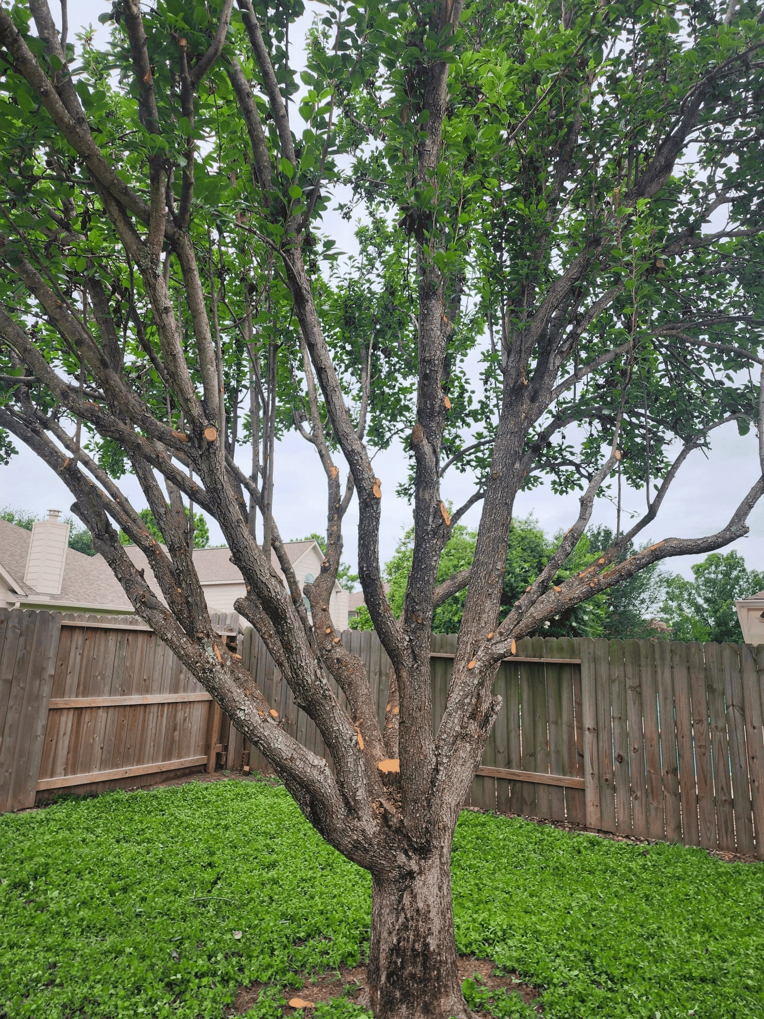 You are currently viewing Expert Tree Trimming in Thornmeadow Ln Cypress, TX – Safe, Professional, and Clean Results