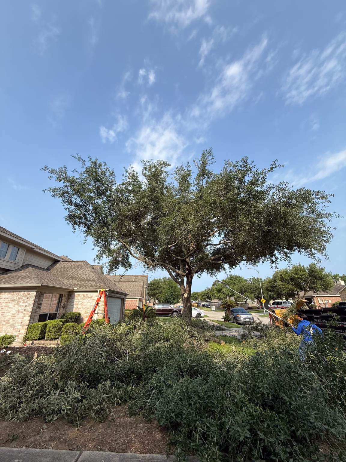Tree Trimming in Humble TX