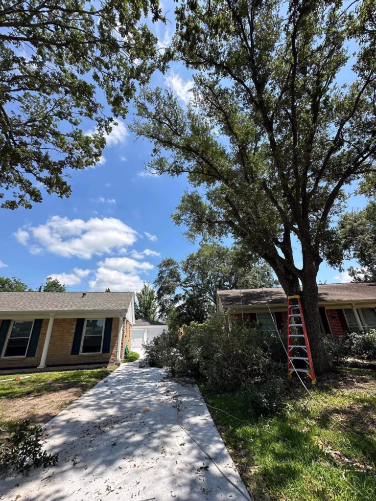tree trimming on Sageberry Dr Houston TX