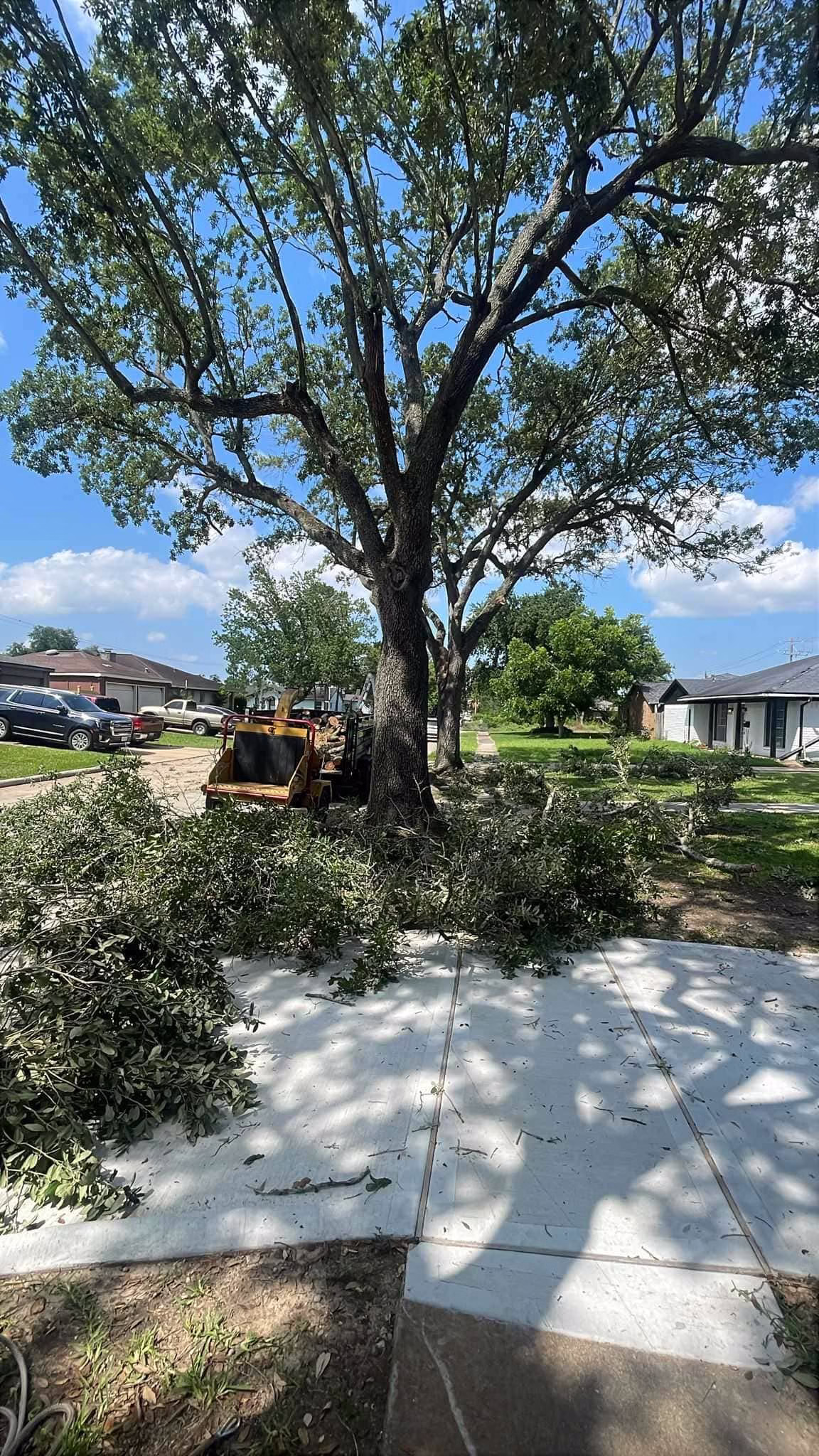tree trimming on Sageberry Dr Houston TX