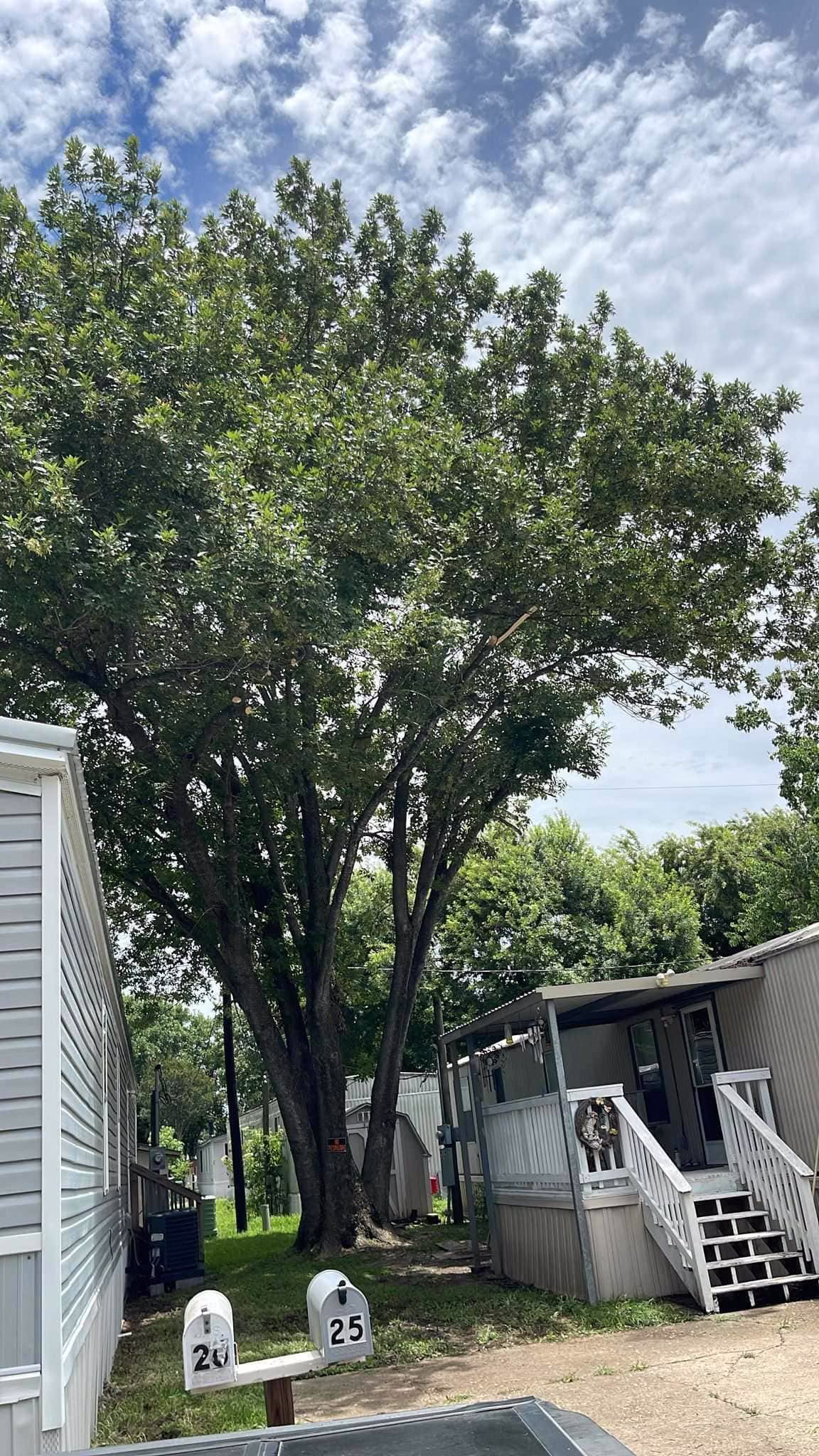tree trimming in Deer Park TX