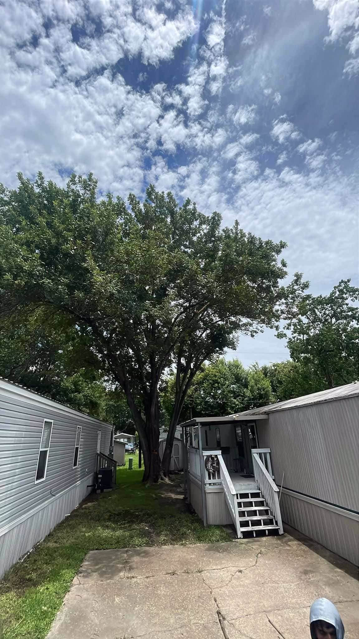 tree trimming in Deer Park TX