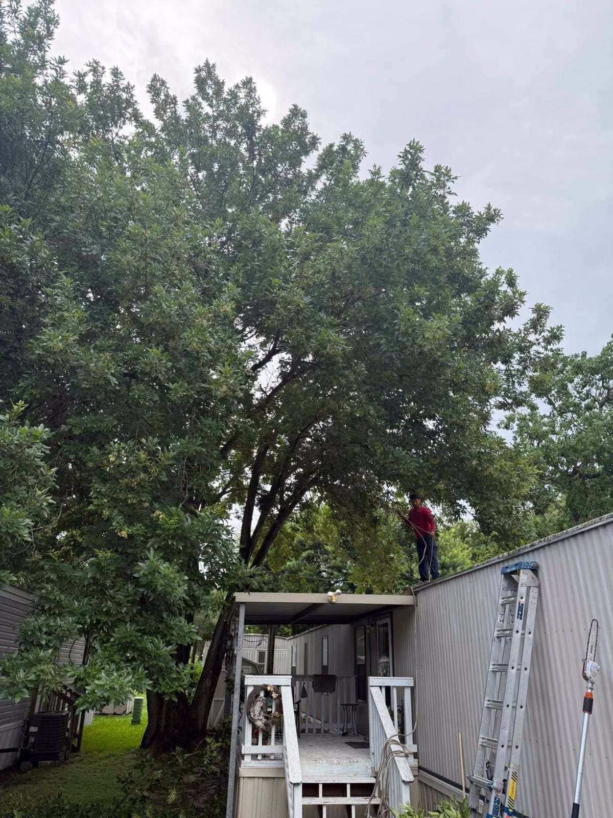 tree trimming in Deer Park TX
