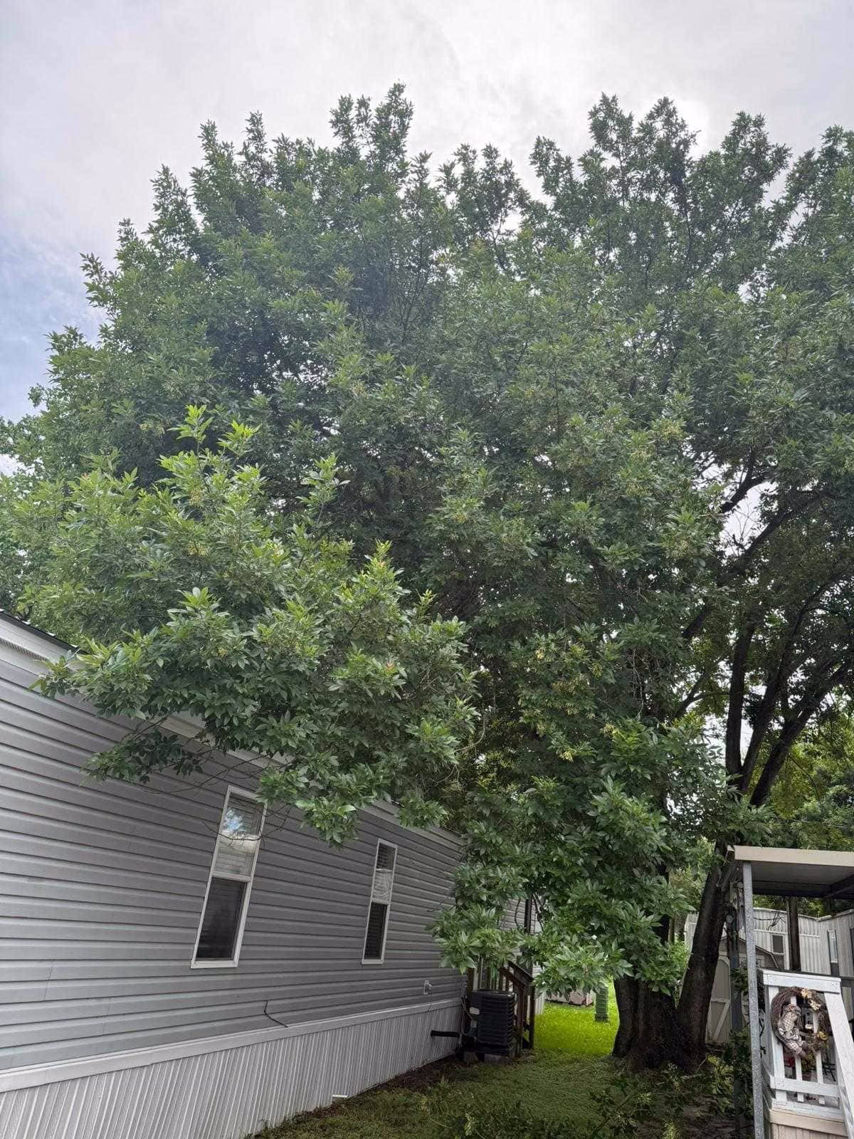 tree trimming in Deer Park TX