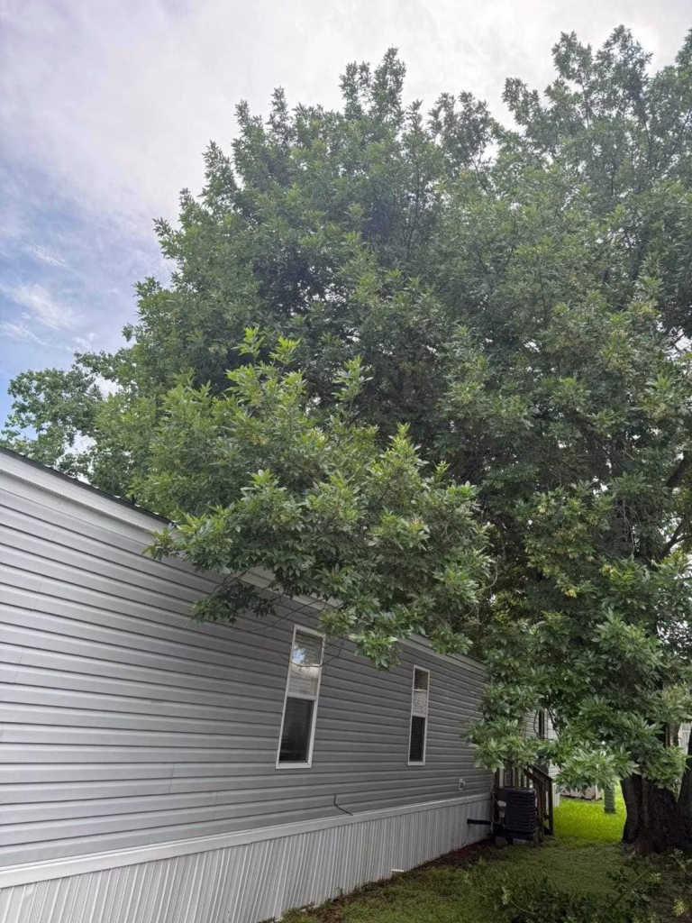 tree trimming in Deer Park TX