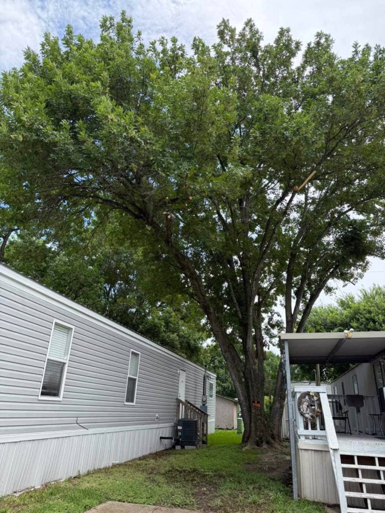 tree trimming in Deer Park TX