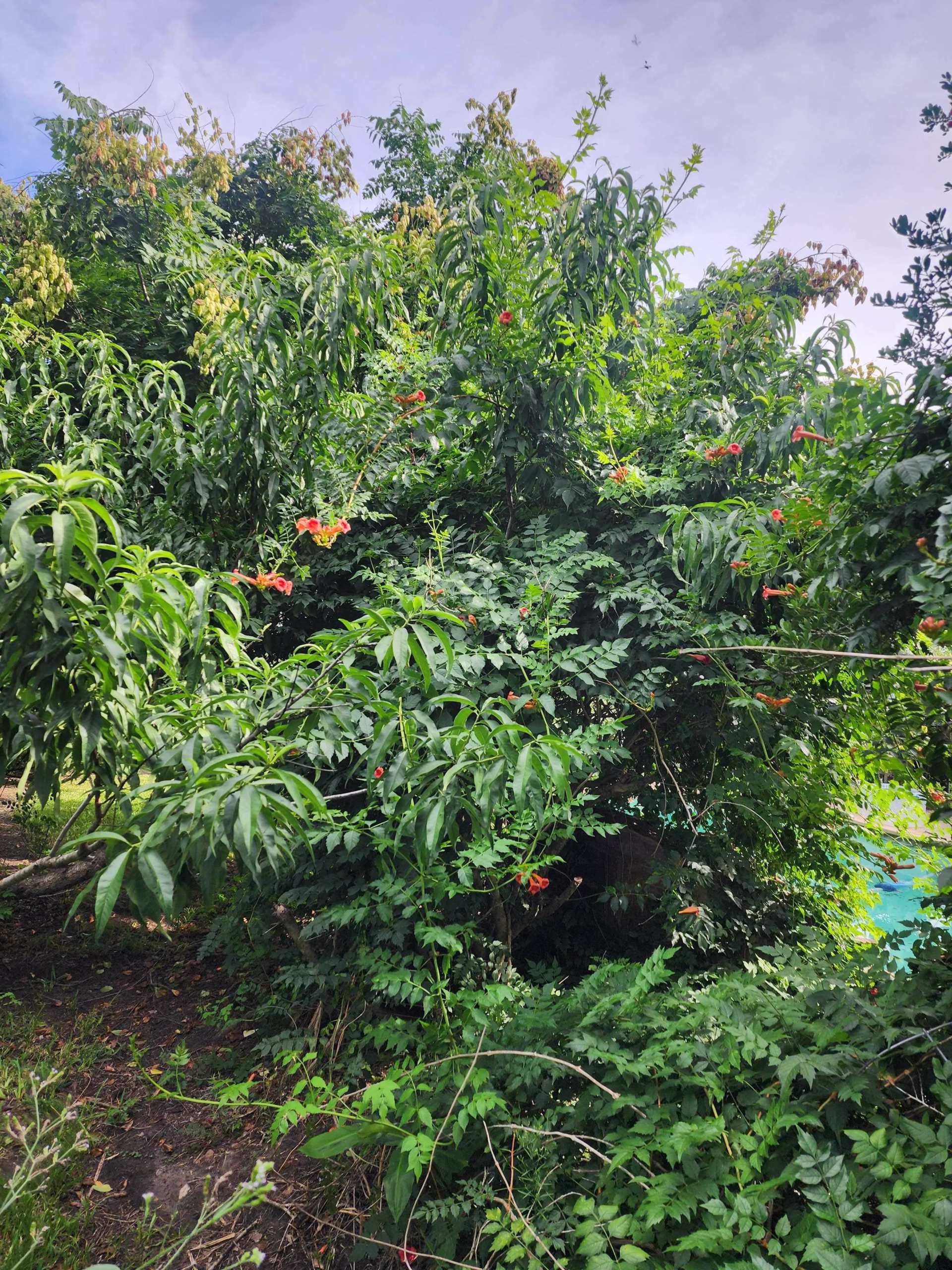 tree removal in Katy TX