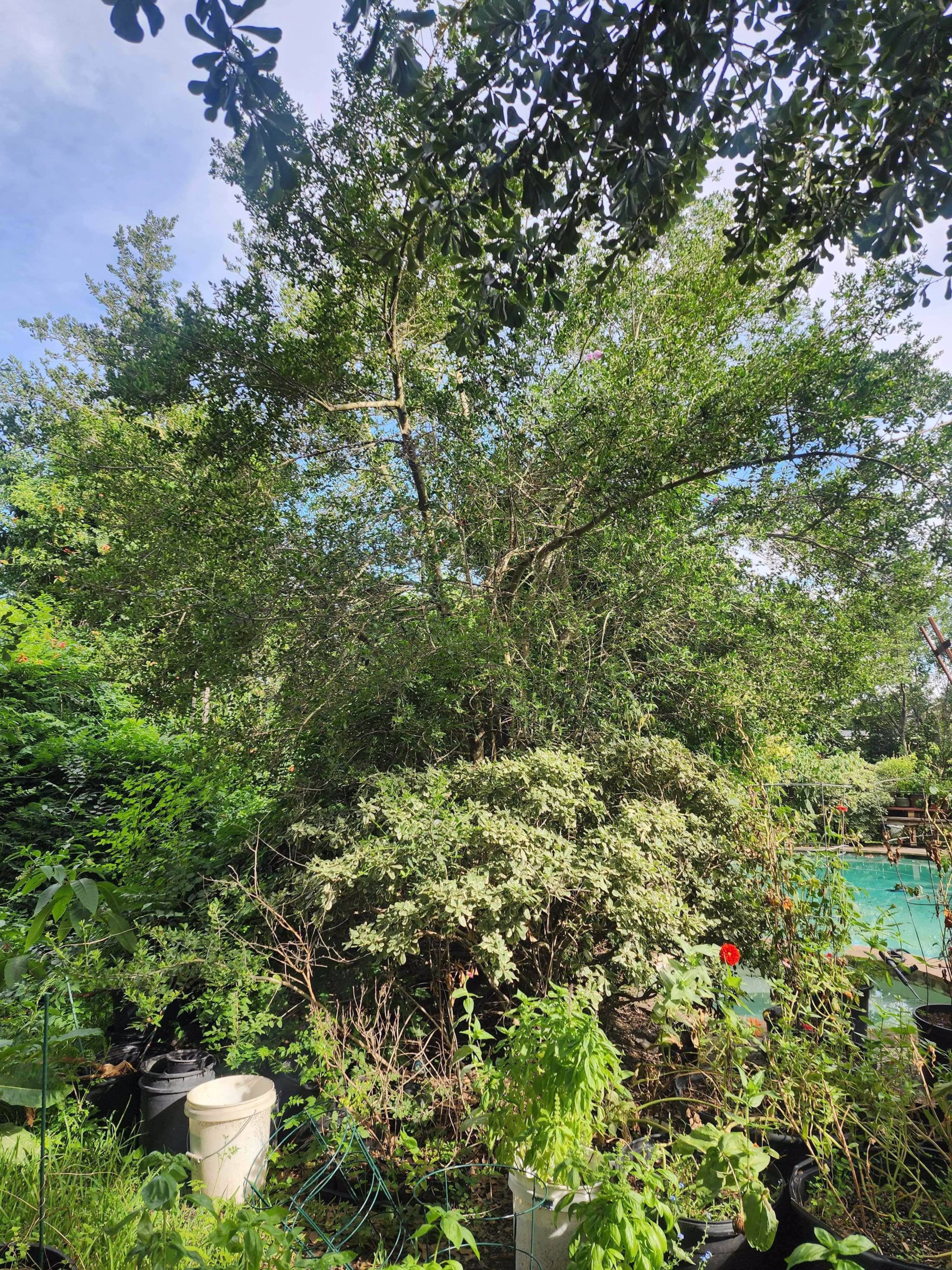 tree removal in Katy TX